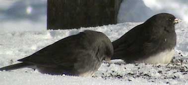 Slate-colored Junco. Photo by John Beaudette.