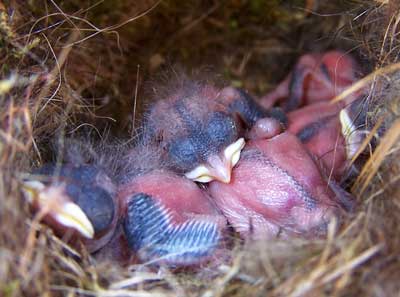 6 day old BCCH chicks. Bet Zimmerman.