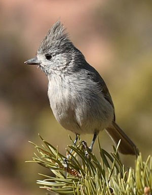 Juniper Titmouse. Wikimedia Commons photo