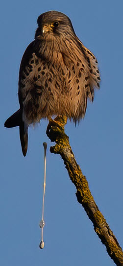 Kestrel defecating