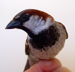 Male hosp bib. Photo by Bet Zimmerman