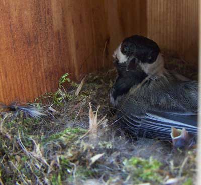 Mother BCCH and gaping young. Photo by Bet Zimmerman.