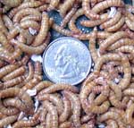 Large mealworms from Reptile Foods relative to quarter. Photo by Bet Zimmerman