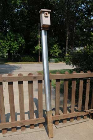 Metal flashing on pole to prevent raccoon raids. Photo by Bob Peak.