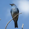 Male Mountain Bluebird. Zell Lundberg photo