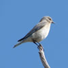 Female Mountain Bluebird. Zell Lundberg photo