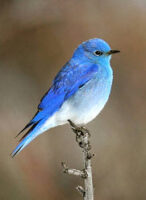 Mountain Bluebird