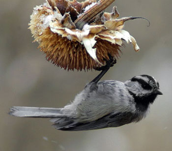 Mountain Chickadee. Wikimedia Commons photo