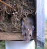 Adult mouse jumping out of nestbox. Bet Zimmerman photo