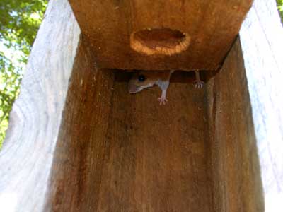 Mouse hiding. Photo by Bet Zimmerman.