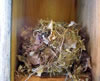 Mouse nest in nestbox. Bet Zimmerman photo