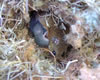 Female mouse (deer? white-footed?) nursing young in nestbox. Bet Zimmerman photo