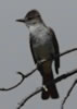 Ash-throated Flycatcher adult, wikimedia commons photo