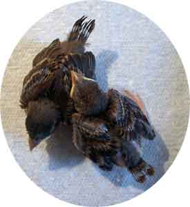 HOSP nestlings. Photo by Bet Zimmerman