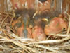 Western Bluebird nestlings. Earl Garrison photo