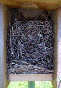 House wren nest on top of tree swallow nest. Photo by Bet Zimmerman