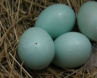 Pipping. Keith Kridler.