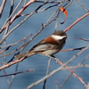 Chestnut-backed Chickadee. Wikimedia Commons photo