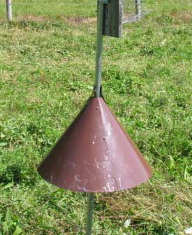 Conical Guard. Photo by Jay Brindo