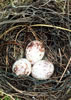 Prothonotary Warbler eggs. Photo by Larry Broadbent