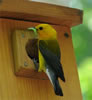Prothonotary Warbler adult in breeding plumage. Photo by Robert Peak
