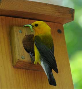 Prothonotary Warbler. Photo by Robert Peak