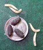 Blowfly larvae (prior to feeding) and pupa relative to a dime. Photo by Bet Zimmerman