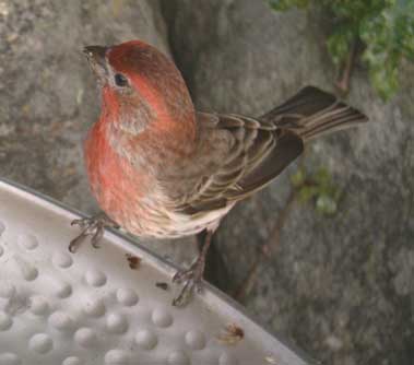 Purple Finch. Photo by Bet Zimmerman.