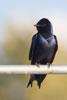 Purple Martin adult. Wikimedia Commons photo