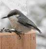 Pygmy Nuthatch - juvenile? Wikimedia Commons