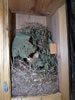 Red Squirrel nest in bluebird box. Bet Zimmerman photo