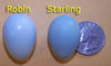 starling egg relative to robin egg. photo by Bet Zimmerman
