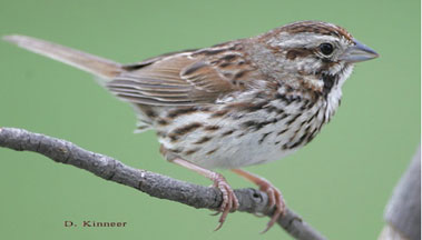 Song Sparrow