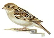 House Sparrow - Female