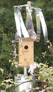 Sparrow Spooker. Photo by Pam from NJ