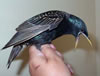 Nest Starling adult. Photo by Bet Zimmerman
