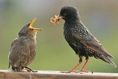 Starling feeding fledgling. Photo by Dave Kinneer