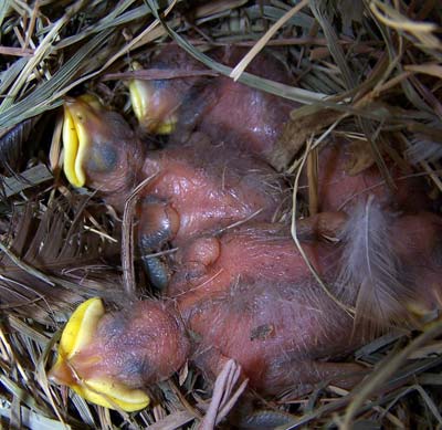 Starling nestlings. Notice lemon-yellow beak. Photo by Bet Z Smith