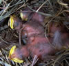 Starling nestlings. Photo by Bet Zimmerman