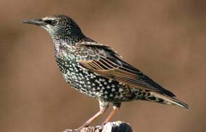 Juvenile European Starling. Almost looks like a different species. Photo by Wendell Long