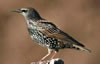 Starling juvenile/winter plumage. Photo by Wendell Long