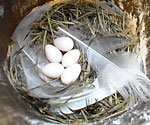 Tree swallow eggs. Photo by Cherie Layton
