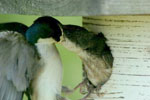 Feeding tree swallows. Photo by Wendell Long.