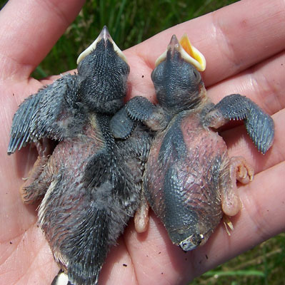 Two Tree Swallow babies from same nest. Notice size difference. Photo by E. Zimmerman