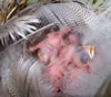 Tree Swallow hatchlings. Photo by Bet Zimmerman