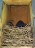 Tree Swallow nest, side view, adult on nest. Photo by Bet Zimmerman