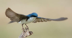 Tree swallow