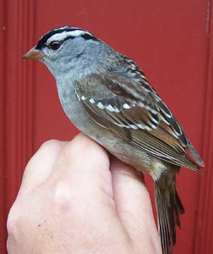 White Crowned Sparrow. Photo by Bet Zimmerman.