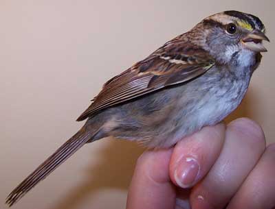 White-throated Sparrow. Photo by Bet Zimmerman