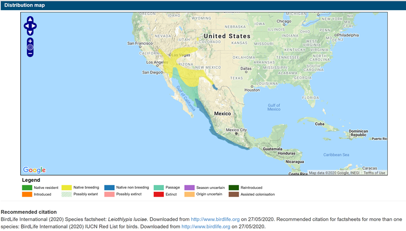 Lucy's Warbler distribution 2020